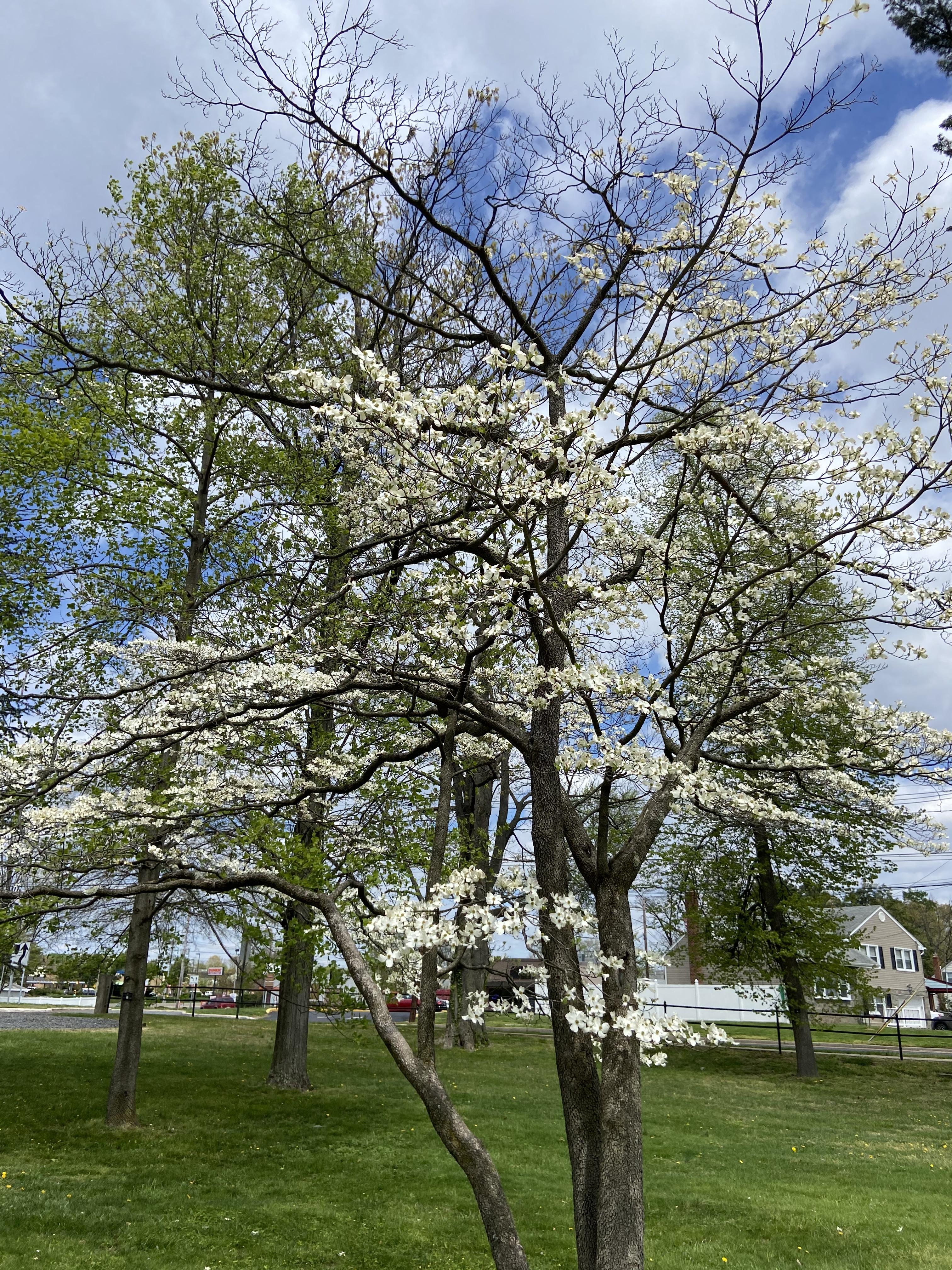 Westfield Spring tree2