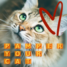 Pamper you Cat