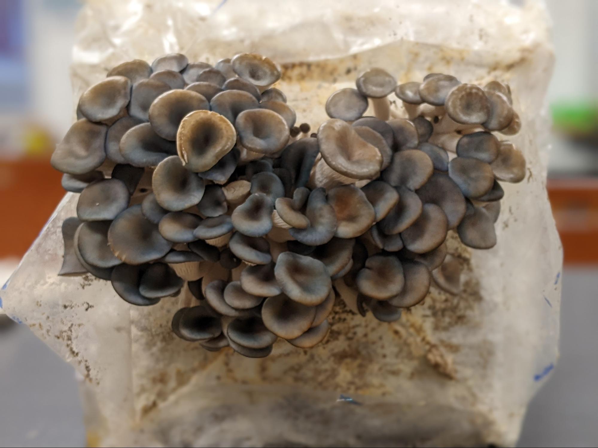 mushroom kit1