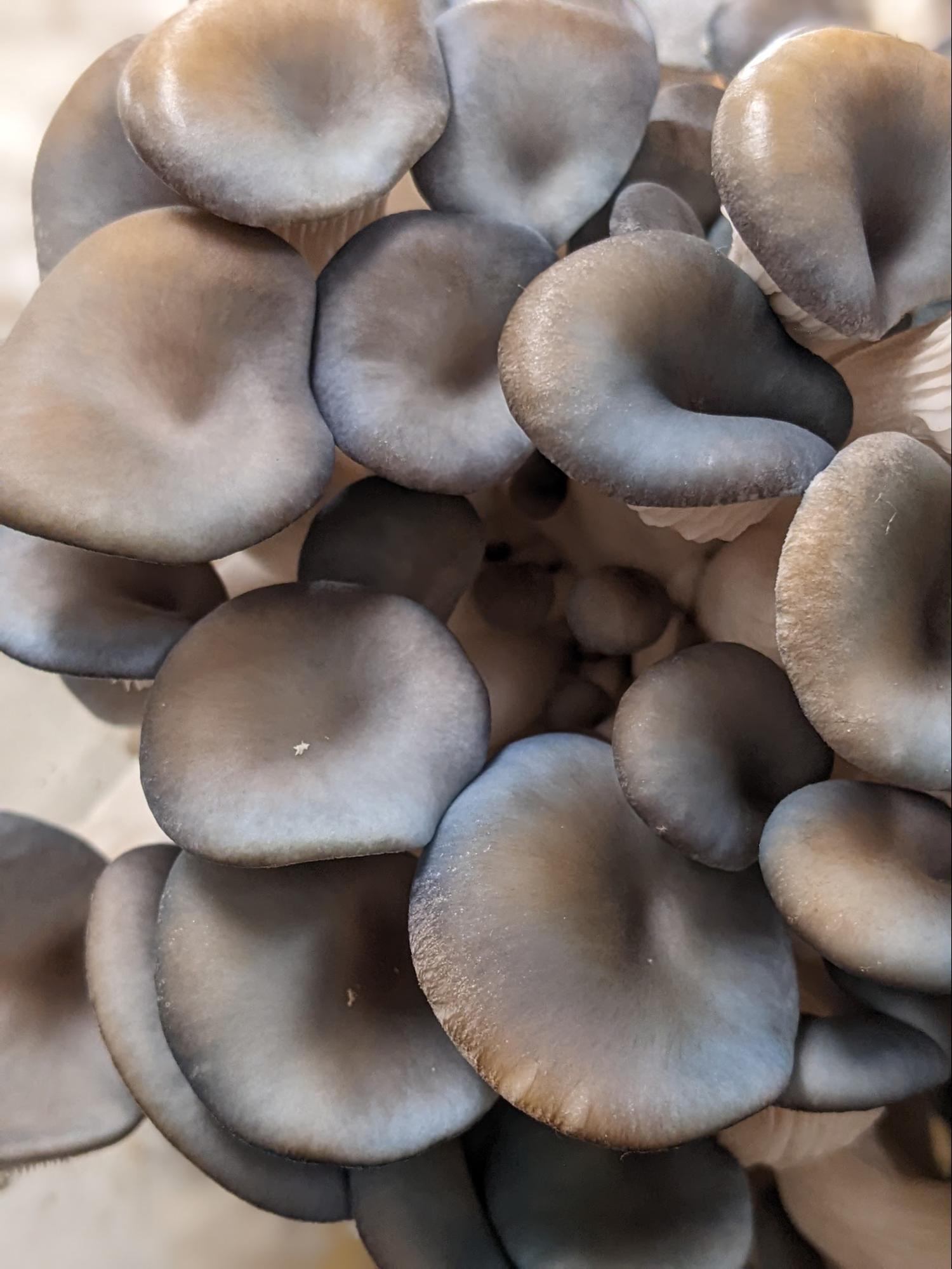 mushroom kit2