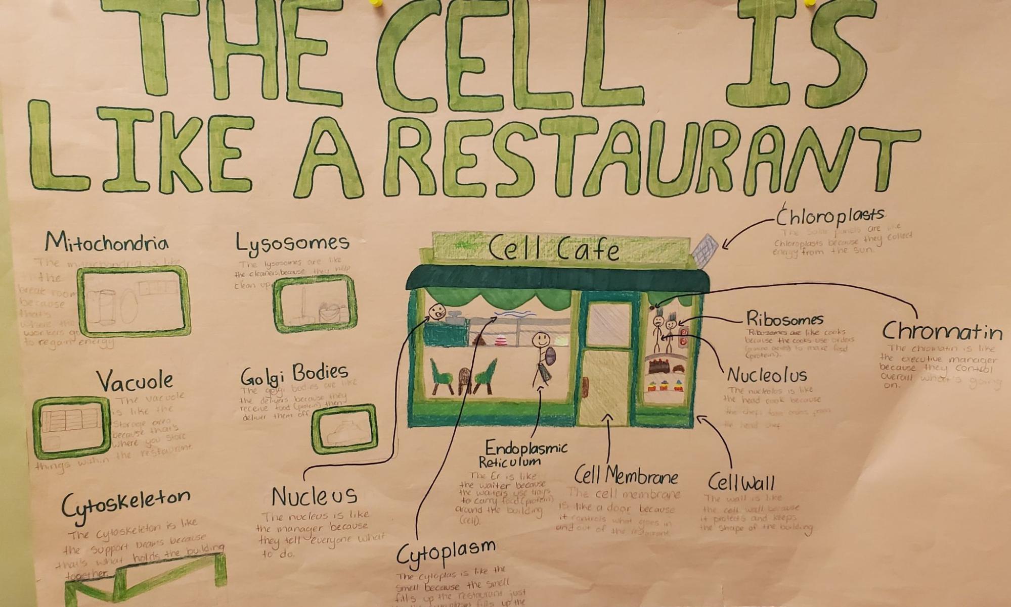 cell biology project2